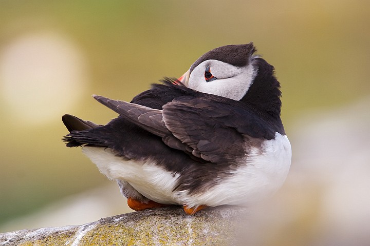 Papageitaucher Fratercula arctica Atlantic Puffin